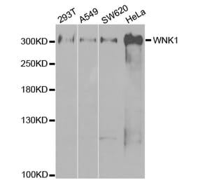 Western blot - WNK1 Antibody from Signalway Antibody (32721) - Antibodies.com