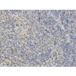 Immunohistochemistry - WASL Antibody from Signalway Antibody (32726) - Antibodies.com
