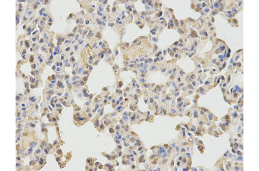 Immunohistochemistry - WASL Antibody from Signalway Antibody (32726) - Antibodies.com