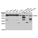 Western blot - Nono Antibody from Signalway Antibody (32746) - Antibodies.com