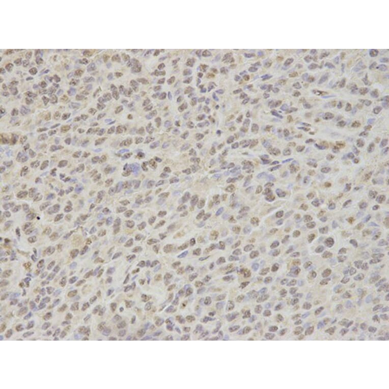 Immunohistochemistry - Nono Antibody from Signalway Antibody (32746) - Antibodies.com