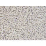 Immunohistochemistry - Nono Antibody from Signalway Antibody (32746) - Antibodies.com
