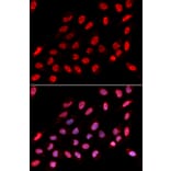 Immunofluorescence - Nono Antibody from Signalway Antibody (32746) - Antibodies.com