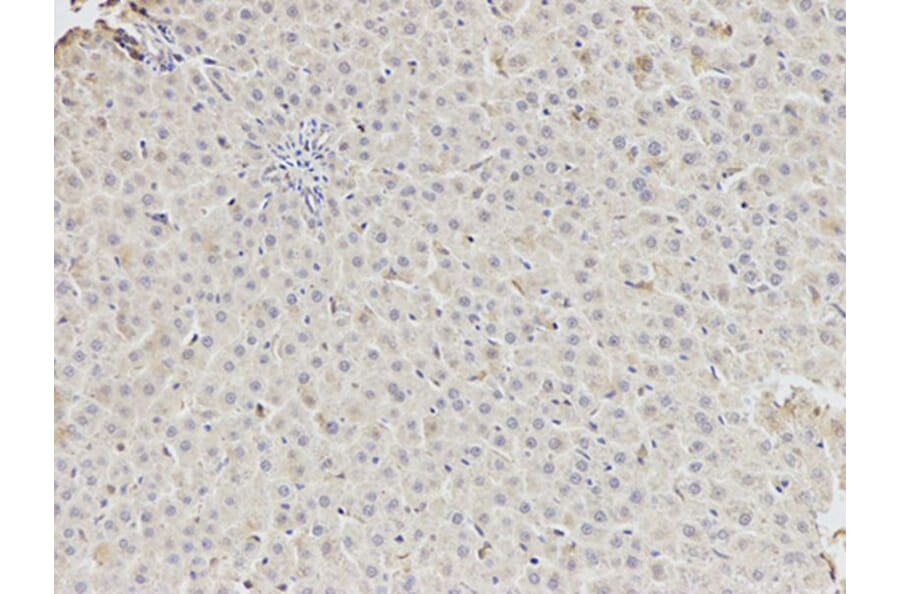 Immunohistochemistry - DDX5 Antibody from Signalway Antibody (32750) - Antibodies.com