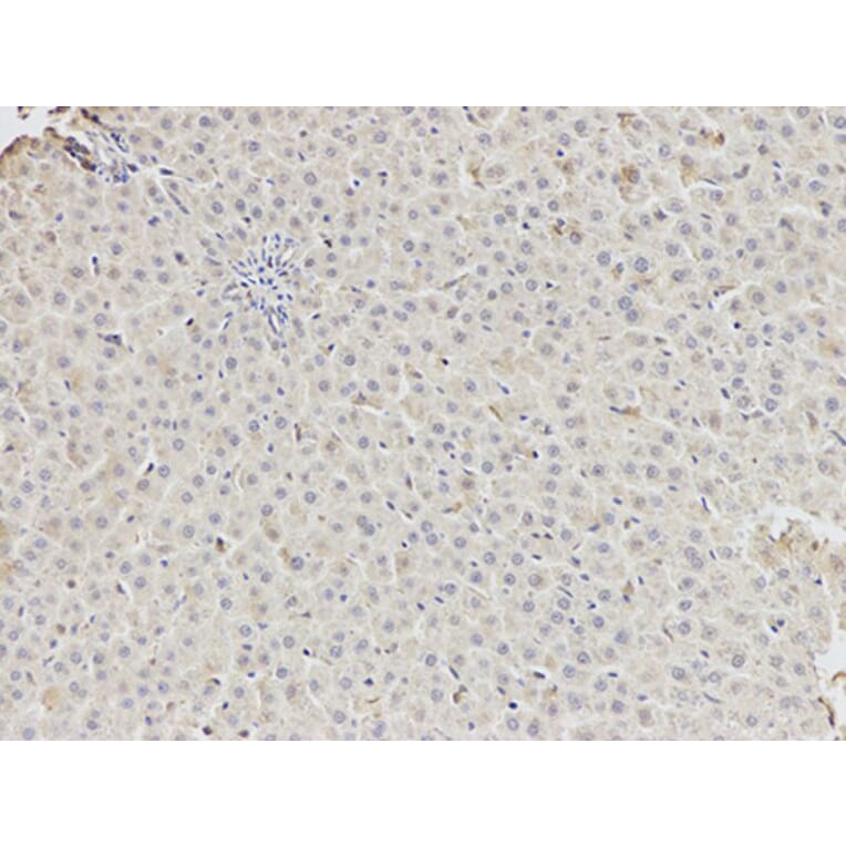 Immunohistochemistry - DDX5 Antibody from Signalway Antibody (32750) - Antibodies.com