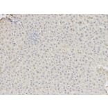 Immunohistochemistry - DDX5 Antibody from Signalway Antibody (32750) - Antibodies.com