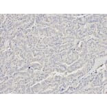 Immunohistochemistry - DDX5 Antibody from Signalway Antibody (32750) - Antibodies.com