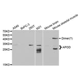 Western blot - APOD Antibody from Signalway Antibody (32751) - Antibodies.com