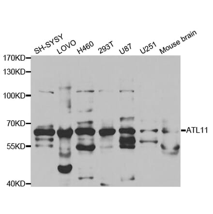 Western blot - ATL1 Antibody from Signalway Antibody (32756) - Antibodies.com