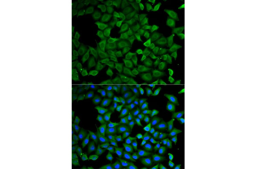 Immunofluorescence - ATL1 Antibody from Signalway Antibody (32756) - Antibodies.com