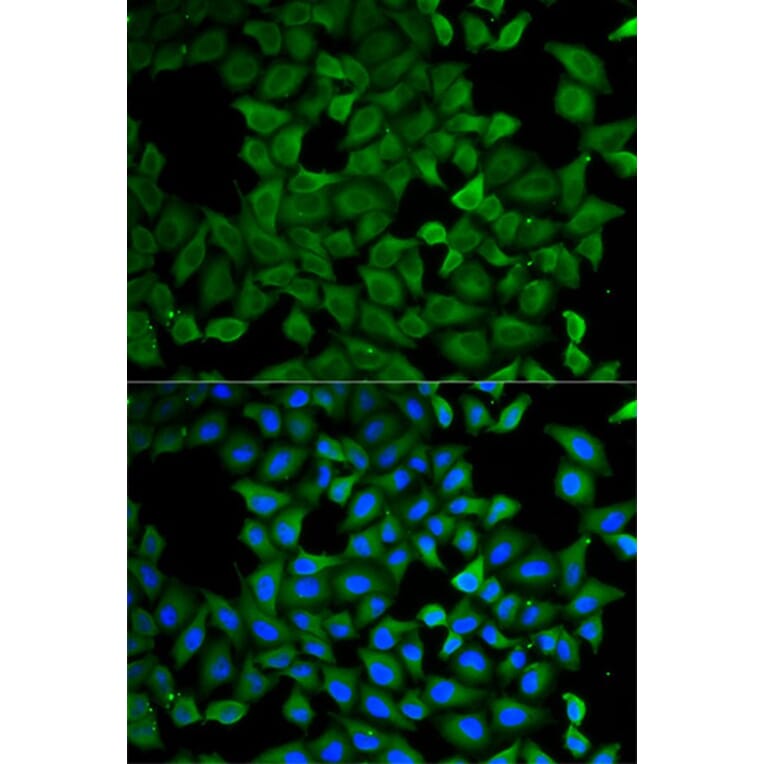 Immunofluorescence - ATL1 Antibody from Signalway Antibody (32756) - Antibodies.com
