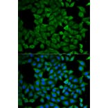 Immunofluorescence - ATL1 Antibody from Signalway Antibody (32756) - Antibodies.com