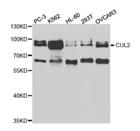 Western blot - CUL2 Antibody from Signalway Antibody (32762) - Antibodies.com