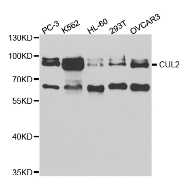 Western blot - CUL2 Antibody from Signalway Antibody (32762) - Antibodies.com