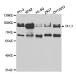 Western blot - CUL2 Antibody from Signalway Antibody (32762) - Antibodies.com