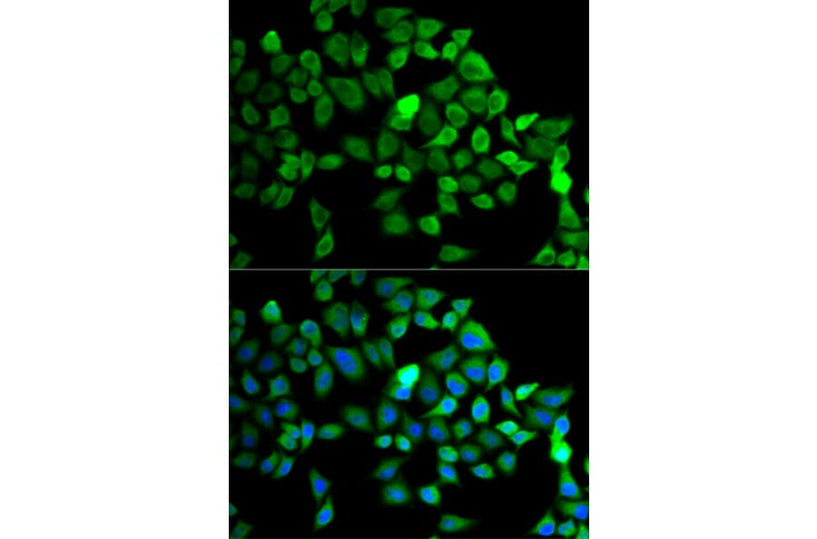 Immunofluorescence - CUL2 Antibody from Signalway Antibody (32762) - Antibodies.com