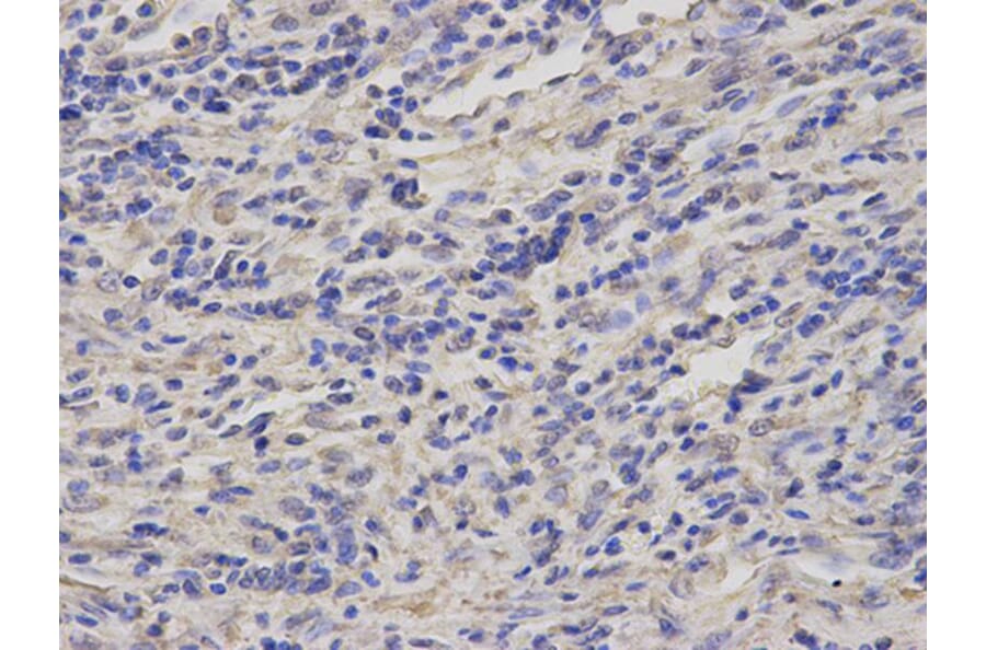 Immunohistochemistry - GCLM Antibody from Signalway Antibody (32765) - Antibodies.com