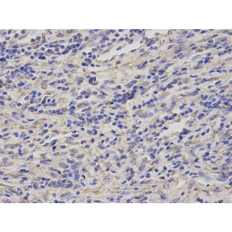 Immunohistochemistry - GCLM Antibody from Signalway Antibody (32765) - Antibodies.com