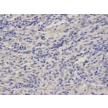 Immunohistochemistry - GCLM Antibody from Signalway Antibody (32765) - Antibodies.com