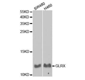 Western blot - GLRX Antibody from Signalway Antibody (32766) - Antibodies.com