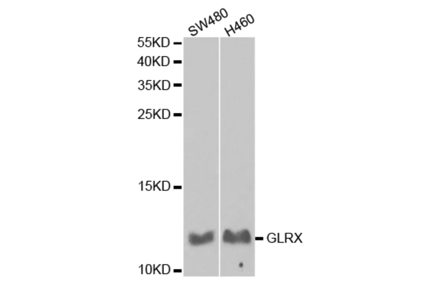 Western blot - GLRX Antibody from Signalway Antibody (32766) - Antibodies.com