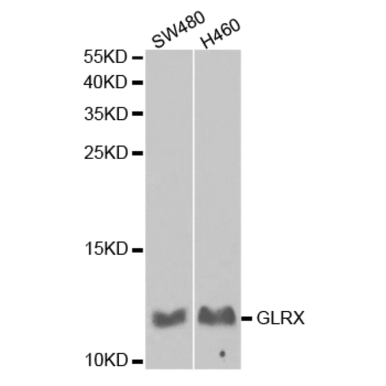 Western blot - GLRX Antibody from Signalway Antibody (32766) - Antibodies.com