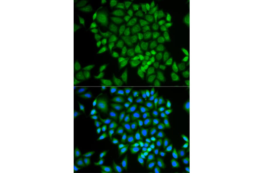 Immunofluorescence - GLRX Antibody from Signalway Antibody (32766) - Antibodies.com
