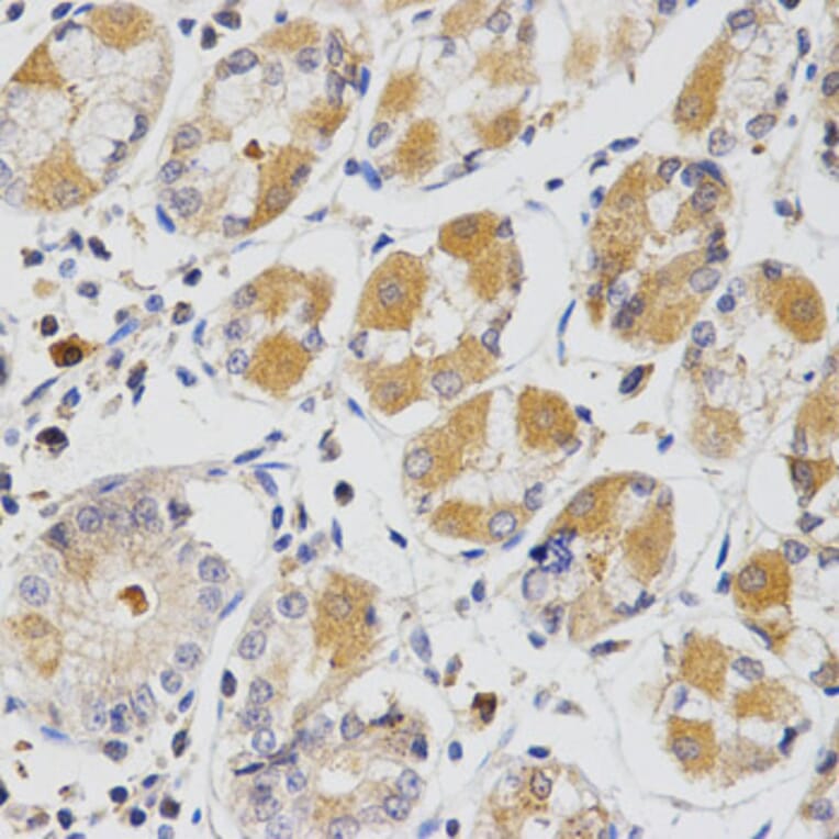 Immunohistochemistry - GLRX Antibody from Signalway Antibody (32766) - Antibodies.com