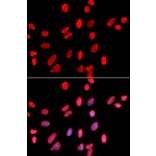 Immunofluorescence - HDGF Antibody from Signalway Antibody (32788) - Antibodies.com