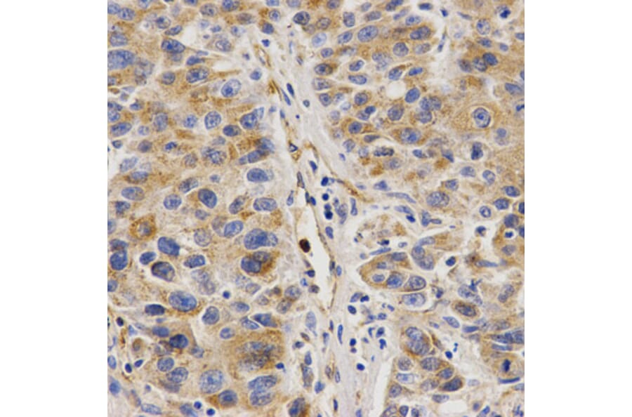 Immunohistochemistry - VAPB Antibody from Signalway Antibody (32803) - Antibodies.com