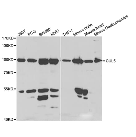 Western blot - CUL5 Antibody from Signalway Antibody (32809) - Antibodies.com