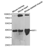 Western blot - WIF1 Antibody from Signalway Antibody (32820) - Antibodies.com