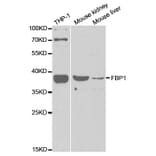 Western blot - FBP1 Antibody from Signalway Antibody (32834) - Antibodies.com