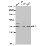 Western blot - HUS1 Antibody from Signalway Antibody (32835) - Antibodies.com