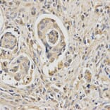 Immunohistochemistry - HUS1 Antibody from Signalway Antibody (32835) - Antibodies.com