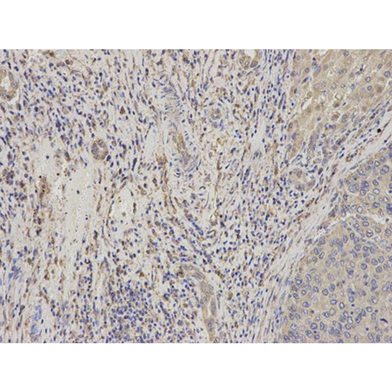 Immunohistochemistry - NPC2 Antibody from Signalway Antibody (32840) - Antibodies.com