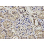 Immunohistochemistry - NPC2 Antibody from Signalway Antibody (32840) - Antibodies.com