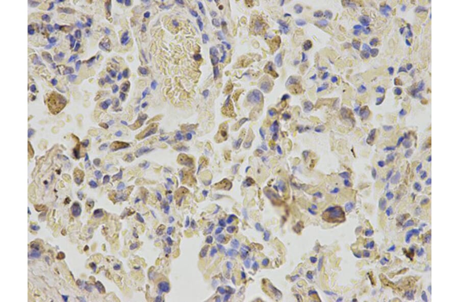 Immunohistochemistry - NPC2 Antibody from Signalway Antibody (32840) - Antibodies.com