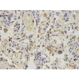 Immunohistochemistry - NPC2 Antibody from Signalway Antibody (32840) - Antibodies.com