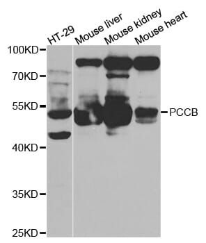 Western blot analysis of extracts of various cell lines, using PCCB antibody.