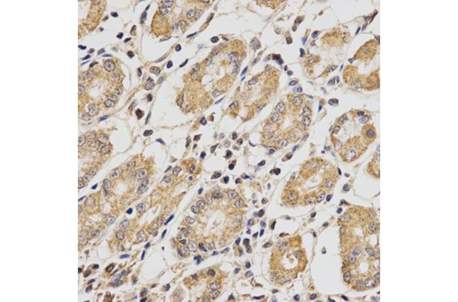 Immunohistochemistry - PCCB Antibody from Signalway Antibody (32841) - Antibodies.com