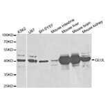 Western blot - GLUL Antibody from Signalway Antibody (32848) - Antibodies.com