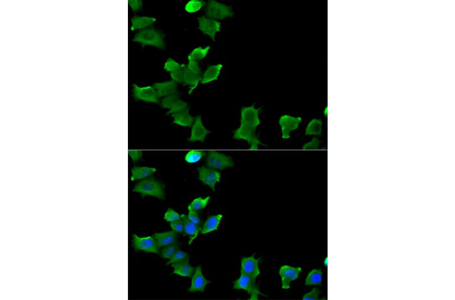 Immunofluorescence - GLUL Antibody from Signalway Antibody (32848) - Antibodies.com