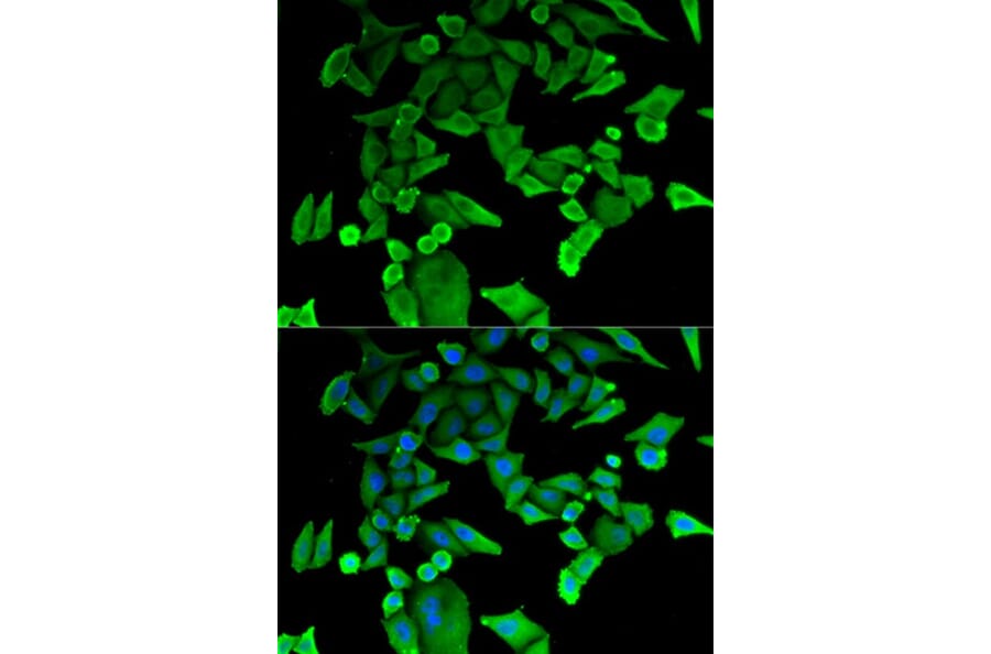 Immunofluorescence - TPT1 Antibody from Signalway Antibody (32850) - Antibodies.com