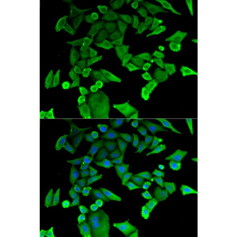 Immunofluorescence - TPT1 Antibody from Signalway Antibody (32850) - Antibodies.com