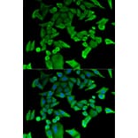 Immunofluorescence - TPT1 Antibody from Signalway Antibody (32850) - Antibodies.com