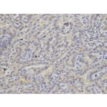 Immunohistochemistry - APRT Antibody from Signalway Antibody (32859) - Antibodies.com