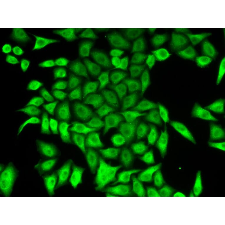 Immunofluorescence - APRT Antibody from Signalway Antibody (32859) - Antibodies.com