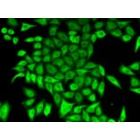 Immunofluorescence - APRT Antibody from Signalway Antibody (32859) - Antibodies.com
