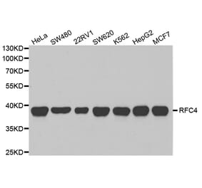 Western blot - RFC4 Antibody from Signalway Antibody (32880) - Antibodies.com